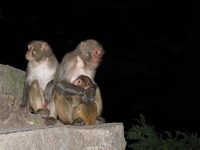     Swayambhunath.